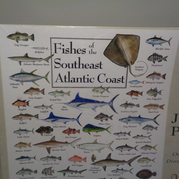 FISHES OF THE SOUTHEAST ATLANTIC COAST New 550 Piece Jigsaw Puzzle - Picture 4 of 12